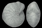 Saidovella okhotica Voloshinova and Kusnetsova 1970 holotype