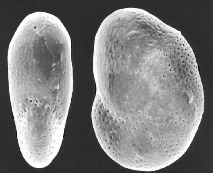 Nonion grossepertusum LOEBLICH and TAPPAN 1994, holotype Nonion grossepertusum LOEBLICH and TAPPAN 1994, holotype