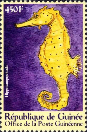 Hippocampus kuda Hippocampus kuda
