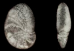 Rectoelphidiella aplata He, Hu and Wang 1965, holotype