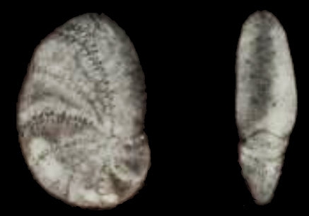 Rectoelphidiella aplata He, Hu and Wang 1965, holotype Rectoelphidiella aplata He, Hu and Wang 1965, holotype