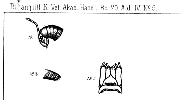 Stemmiulus nigricollis