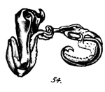Odontopyge bipartita plate