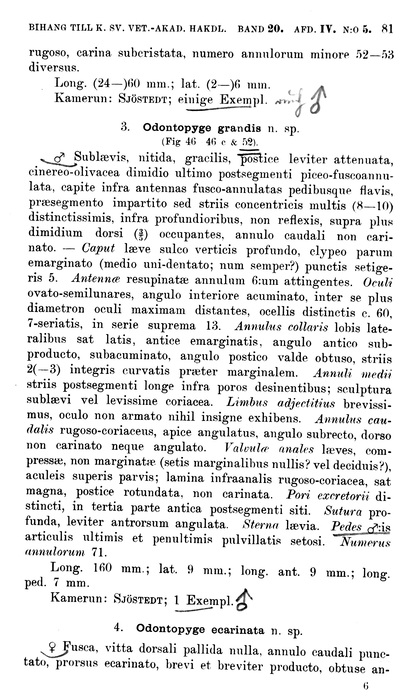 Odontopyge bipartita p. 81