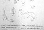 Odontopyge detruncata plate