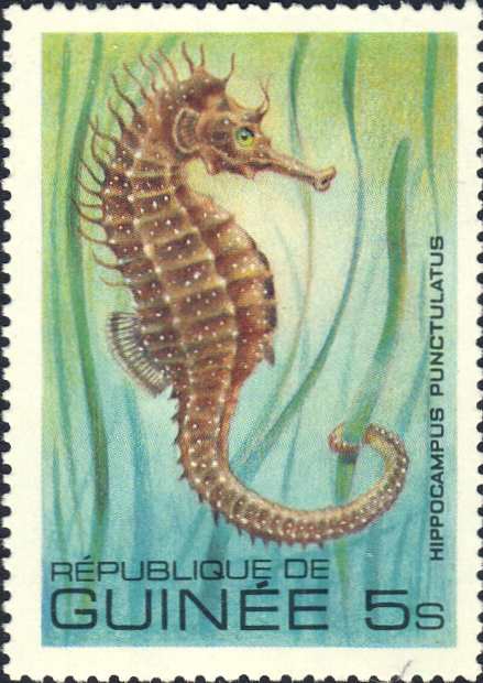 Hippocampus punctulatus Hippocampus punctulatus