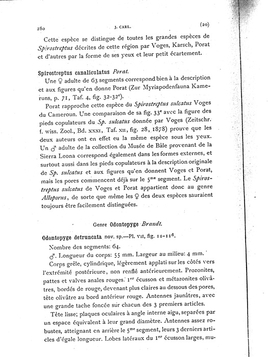 Odontopyge detruncata p. 280