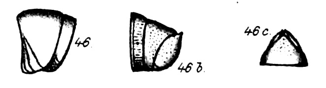 figs. 46 Odontopyge grandis