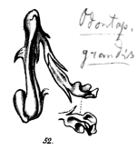 fig. 52 Odontopyge grandis