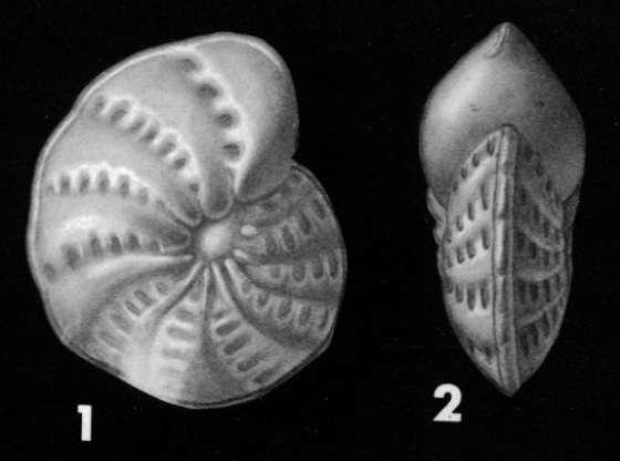 Polystomella advena CUSHMAN 1922, holotype Polystomella advena CUSHMAN 1922, holotype