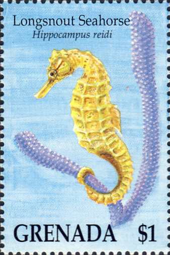 Hippocampus reidi Hippocampus reidi