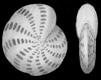 Polystomella alvarezianum D’ORBIGNY 1839, topotype, Falkland Islands Polystomella alvarezianum D’ORBIGNY 1839, topotype, Falkland Islands