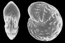 Elphidium botaniense Albani 1981, holotype