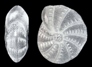 Cribroelphidium antarcticum McCulloch, 1977 holotype