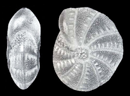 Cribroelphidium antarcticum McCulloch, 1977 holotype Cribroelphidium antarcticum McCulloch, 1977 holotype