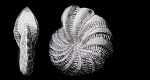 Elphidium mawsoni PARR 1950, holotype