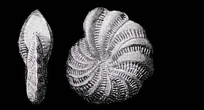 Elphidium mawsoni PARR 1950, holotype Elphidium mawsoni PARR 1950, holotype