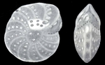 Cribroelphidium bombayense McCULLOCH 1977, holotype