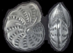 Elphidium (?) singaporense McCULLOCH 1977, holotype