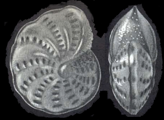 Elphidium (?) singaporense McCULLOCH 1977, holotype Elphidium (?) singaporense McCULLOCH 1977, holotype