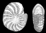 Elphidium bosoense Fujita 1956, holotype