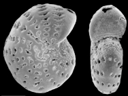 Elphidium gunteri corioense Collins, 1974, topotype