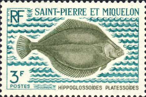 Hippoglossoides platessoides