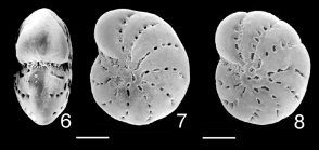 Cribrononion illawarraensis ALBANI and YASSINI 1993, topotype