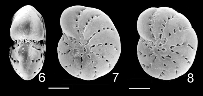 Cribrononion illawarraensis ALBANI and YASSINI 1993, topotype Cribrononion illawarraensis ALBANI and YASSINI 1993, topotype