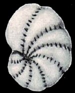 Elphidium kusiroense Asano 1938 holotype