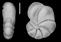Elphidium incertum (Williamson) var. lene CUSHMAN and McCULLOCH 1940, holotype