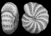 Elphidium longipontis Shchedrina, 1949, holotype,