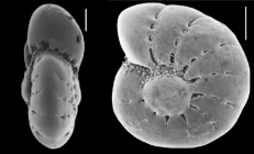Elphidium mexicanum Kornfeld, 1931, identified specimen
