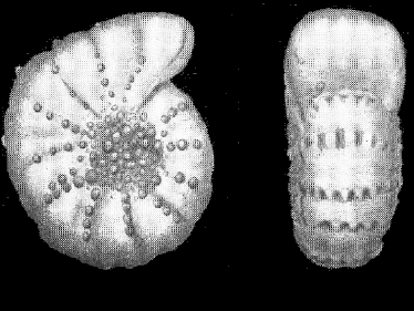 Elphidium morenoi Bermúdez, 1935, holotype