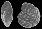 Cribroelphidium okinawaense UJIIÉ and RIFARDI 1993, holotype