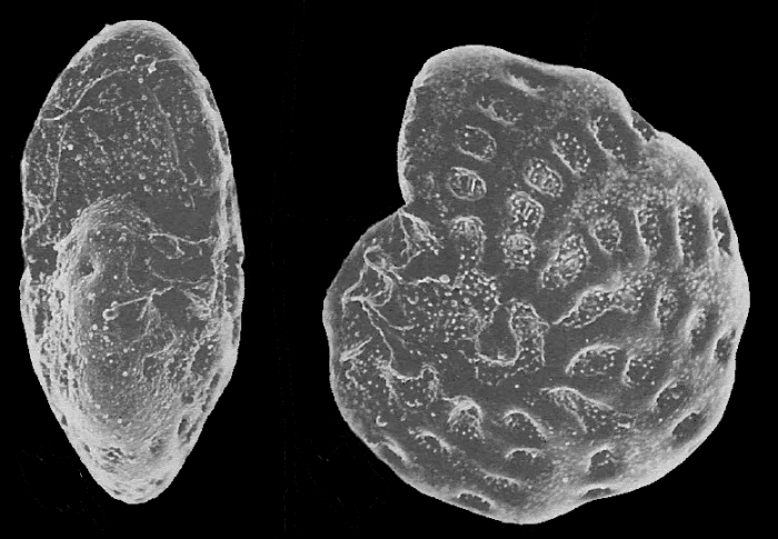 Cribroelphidium okinawaense UJIIÉ and RIFARDI 1993, holotype