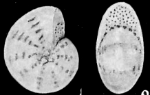 Cribroelphidium trinitatensis CUSHMAN and BRÖNNIMANN 1948, holotype