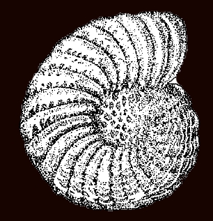 Elphidium oregonense var. recens Shchedrina, 1955, holotype