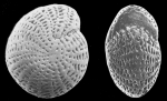 Nautilus striato-punctatus FICHTEL and MOLL, lectotype