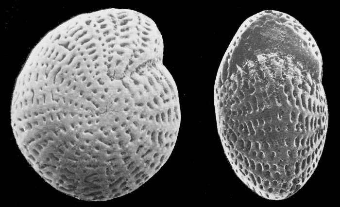 Nautilus striato-punctatus FICHTEL and MOLL, lectotype Nautilus striato-punctatus FICHTEL and MOLL, lectotype