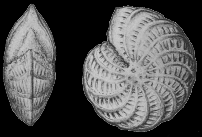Elphidium excubitor Nicol 1944 holotype