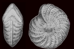 Elphidium concinnum Nicol, 1944, holotype