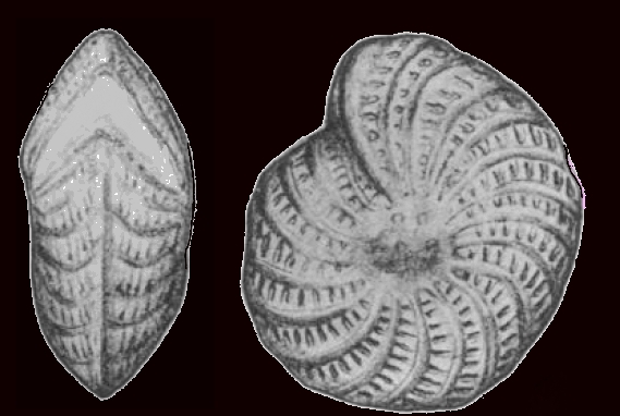 Elphidium concinnum Nicol, 1944, holotype