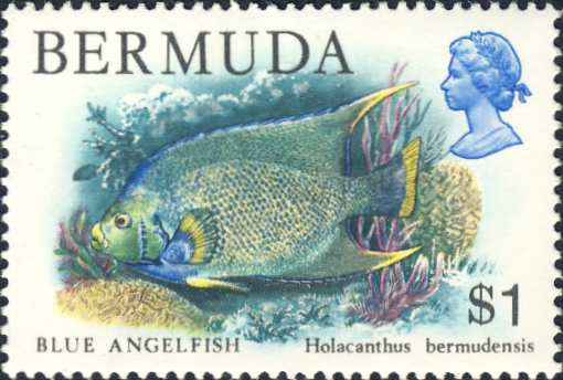 Holacanthus bermudensis