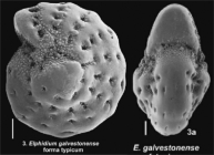 Elphidium galvestonense Kornfeld, 1931, identified specimen, Texas