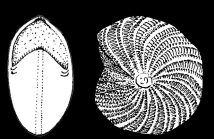 Elphidiella indopacifica Germeraad.1946, holotype