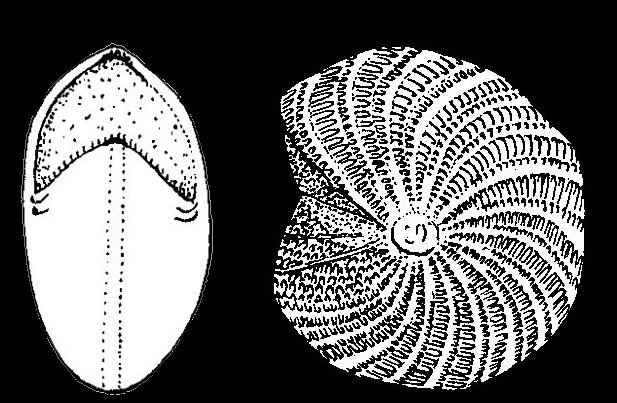 Elphidiella indopacifica Germeraad.1946, holotype