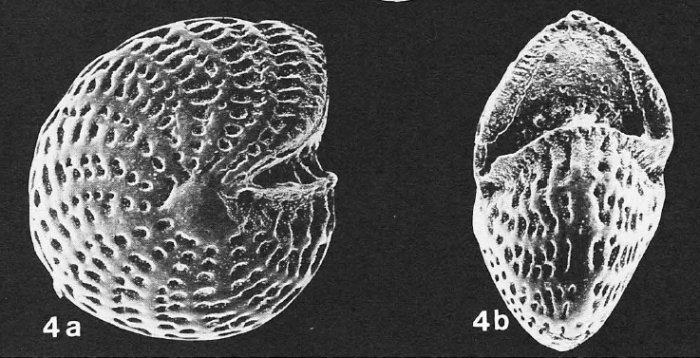 Elphidiella indopacifica Germeraad.1946, identified specimen, Japan