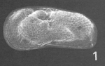Limnocythere patagonica Cusminsky & Whatley, 1996