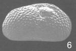 Limnocythere rionegroensis Cusminsky & Whatley, 1996